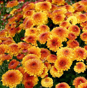 Meet your Posher, Lacey